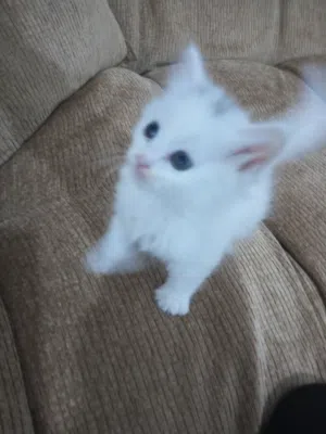 عمرها شهر ودمها زي لعسل