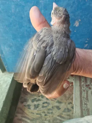 فرخ بلبل تبزيري أمهاته البصره