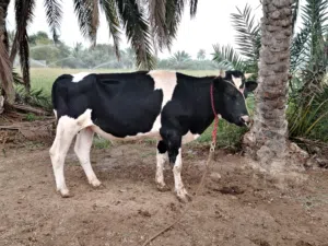 للبيع عجل هولندي نمساوي