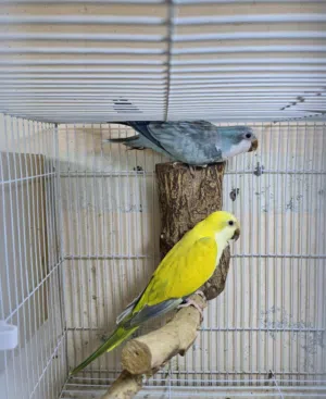 للبيع زوجين كويكر اللون والحجم ممتاز معهم بيض