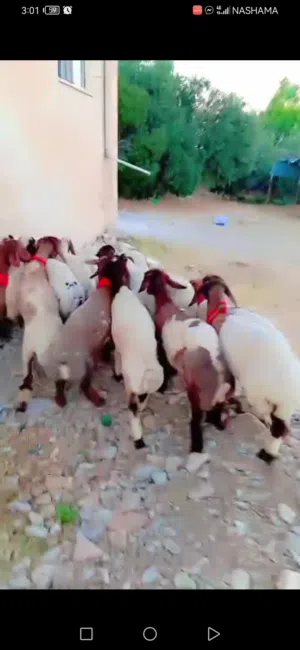 قراقير شكل ولون للبيع