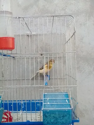 ‏أشجار - نباتات‏0