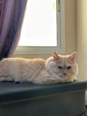 Adorable 8-Month-Old mix male Kitten Looking for a Loving Home
