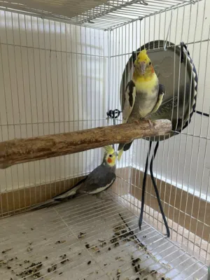 طيور كوكوتيل نظافة وصحة