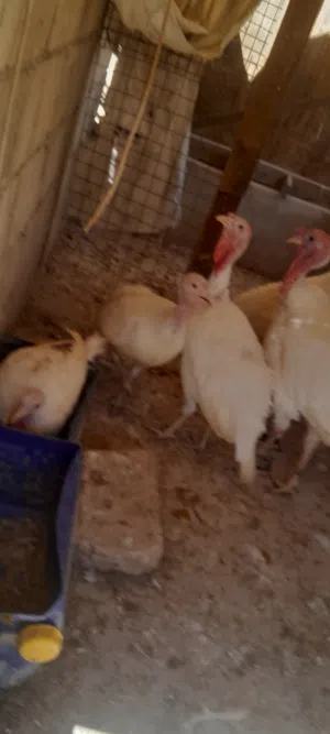 حبش بياض للبيع