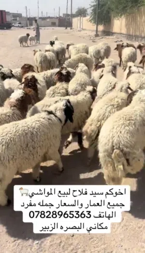 تجهيز الموسم البيع المواشي