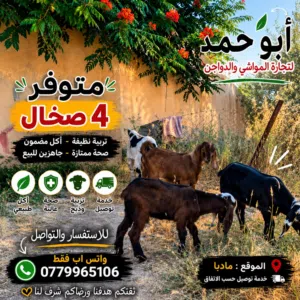 4 صخال للبيع