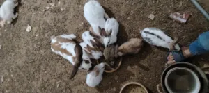 ارانب الماني وبابيون ذكر وانثايتين معشرات مع فراخهن