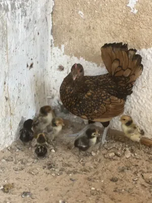 دجاج سبرايت انيق رسمه تامه تحته 7 الفلليس