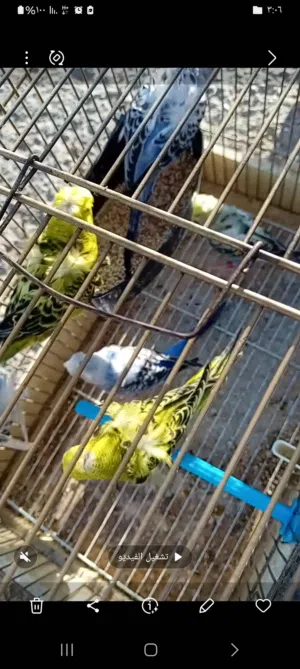 متاح 3 جواز حب هوقو رمو عنر 8 أشهر اول خيرهن