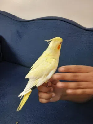 فراخ عمى شهرين اول فطم