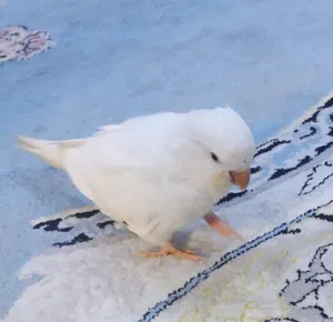 ببغاء درة بيضاء للبيع
