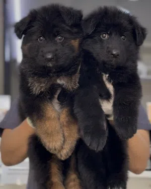 German shepherd puppies يراوه جيرمن شيبرد