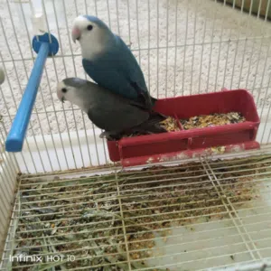 كوبية بركديلو روز