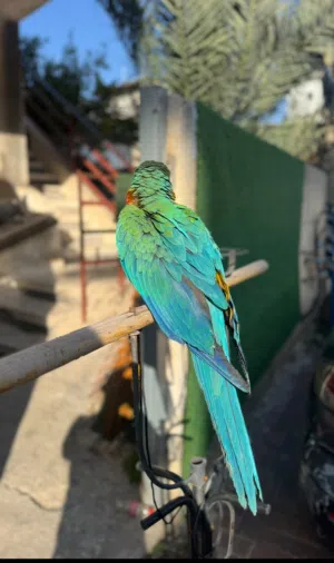 ارة هارلي كوين