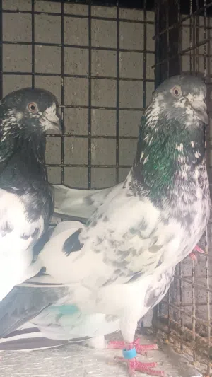 (حمام باكستاني مطيار ممتاز)