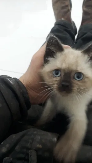 Himalayan1