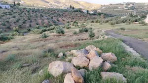 أرض للبيع في بيرين قرب شفابدران موقع واطلاله جميله بسعر مميز