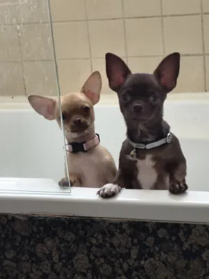 5 months mini, teecup Chihuahua male