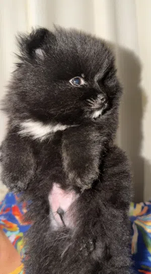 كلاب صغيره العمر شهرين