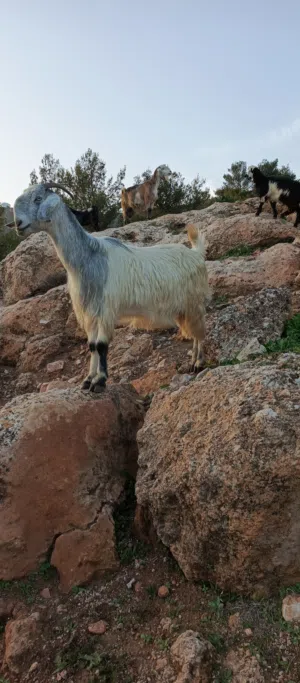 ماعز عدد 2 معاشير على وجه ولاده نخب النخب قطعه محترمه ما شاء الله
