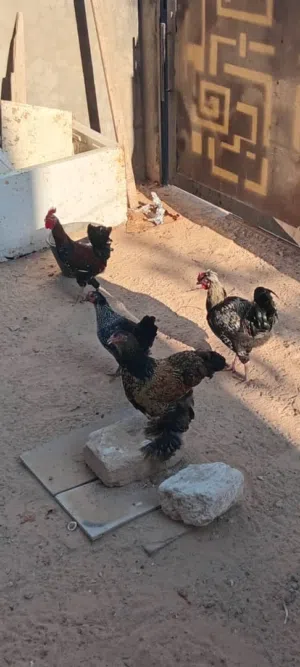 دجاج للبيع براهما و لمرقيني