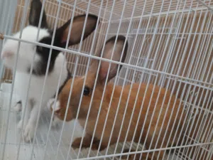 Couple Rabbits
