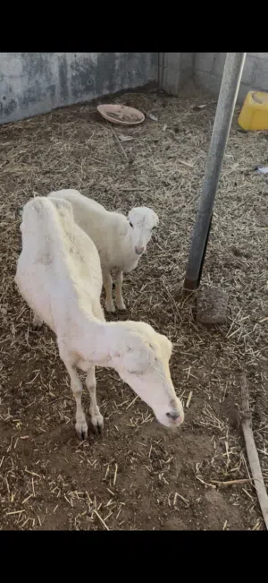 للبيع جيعده مع بنتها