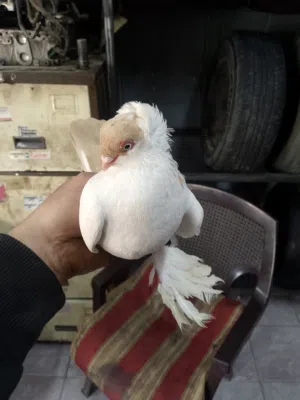 طيره بالونيه بندوقه الماني قد كف اليد صلاه النبي موجود بالحصن مطلوب فيه 20دينار