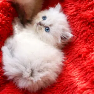 تبارك الرحمان شوفولي المستوى سكوتش لونق هير توب نضافه بسعر مناسب جدا جدا الله يبارك لصاحب النصيب.