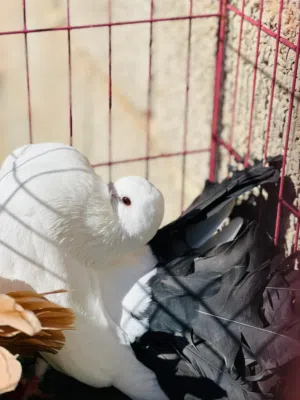 كوبية تونسية