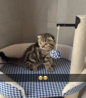 Female scottish fold