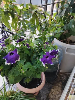 Flower pot with excellent flower.