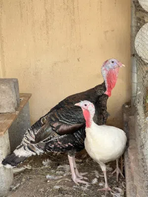 زوج دجاج رومي منتج