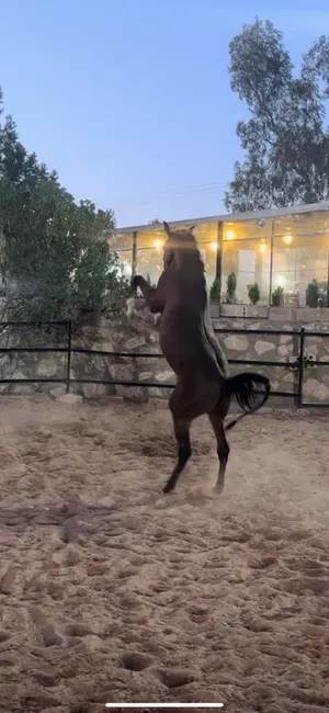 ‏خيل‏0