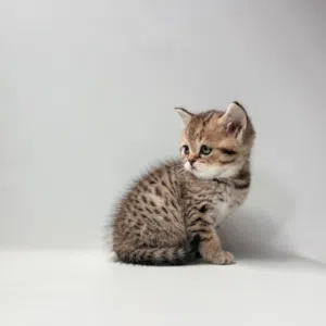 Scottish kittens