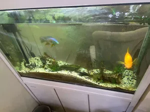 Accessories . Fish2