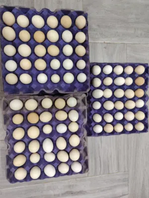 بيض دجاج  عماني محلي مخصب ممتاز للفقاسات في سمائل سرور للبيع الكميه متوفره حسب الحجز للتواصل واتس اب