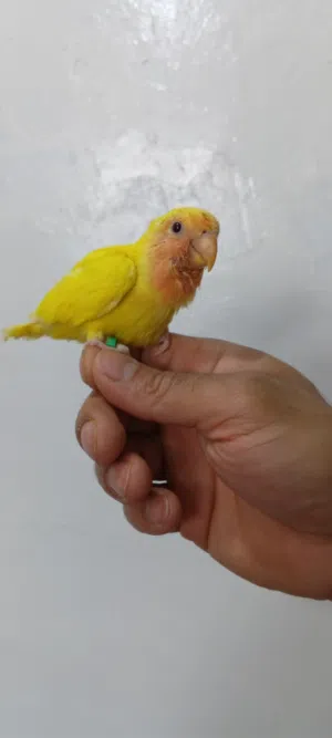 فرخ روز رد فيس نص لفه