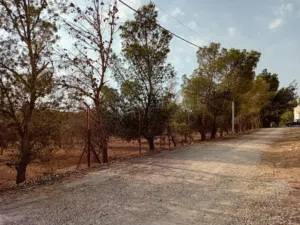 أرض مزروعة في جنوب عمان للبيع
