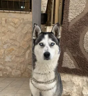Husky Siberian Pure قابل للتفاوض للجادين فقط