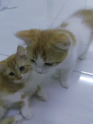 Persian cats 500 each