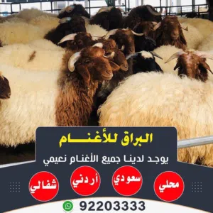 اغنام البراق