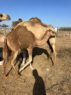 ناقه محليه تحتها بكره حمراء باطنيه