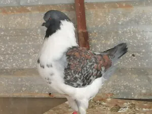 جنغ مودينا قصة كتف