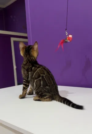 متوفر قط بنغال كتن ذكر  Available Bengal male kitten with pedigree certificate