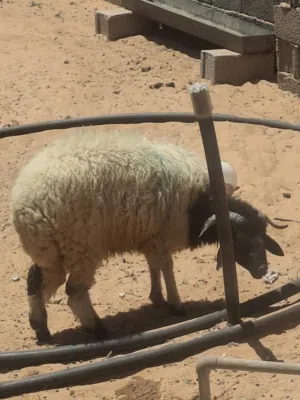 خروف للبيع 2400