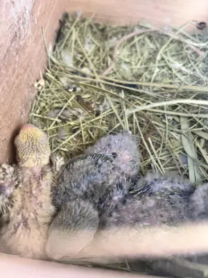 روز انتاج البلا