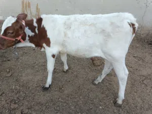 بجره هولنديه ابو الخصيب