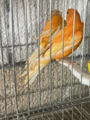 ماشاء الله متاح فحلين